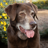 Entry image for Buster