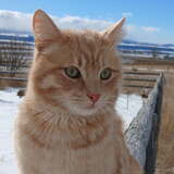 Entry image for Simba