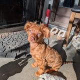 Entry image for clementine 