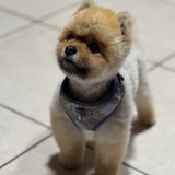 Entry image for Osito 