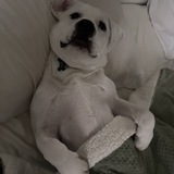 Entry image for Dewie