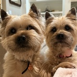 Entry image for Rocky and Josey