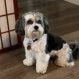 Entry image for Pepper