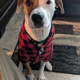 Entry image for Rocky