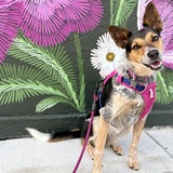 Entry image for Roxy