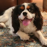 Entry image for (King) Arthur