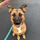 Entry image for Koda