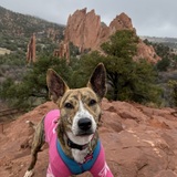 Entry image for Daphne 