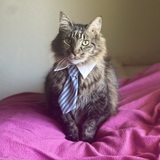 Entry image for Sammy So Soft