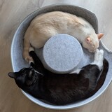 Entry image for Benito and Lorenzo