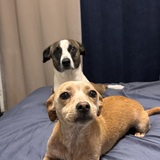 Entry image for Sabrina & Confetti