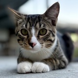 Entry image for Milo