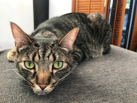 Entry image for Neville. Clicking this image will show a larger photo