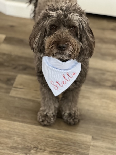 Entry image for Stella. Clicking this image will show a larger photo