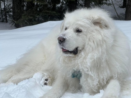 Entry image for Callie. Clicking this image will show a larger photo