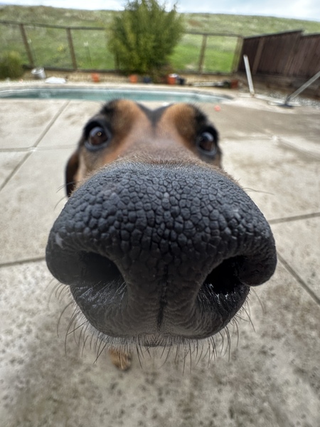 Entry image for Moxie. Clicking this image will show a larger photo