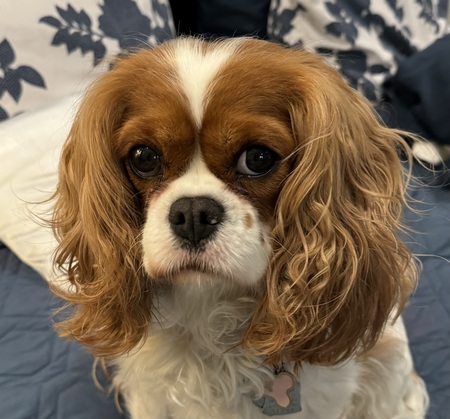 Entry image for Clover. Clicking this image will show a larger photo