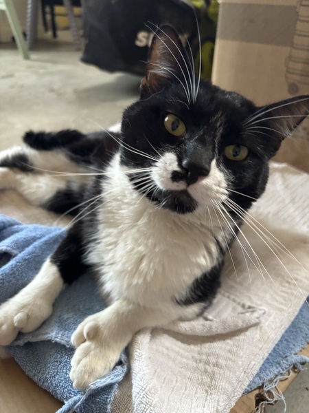 Entry image for SixToe. Clicking this image will show a larger photo