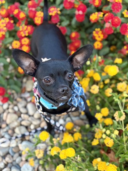 Entry image for Ruth Bader Ginsbark. Clicking this image will show a larger photo