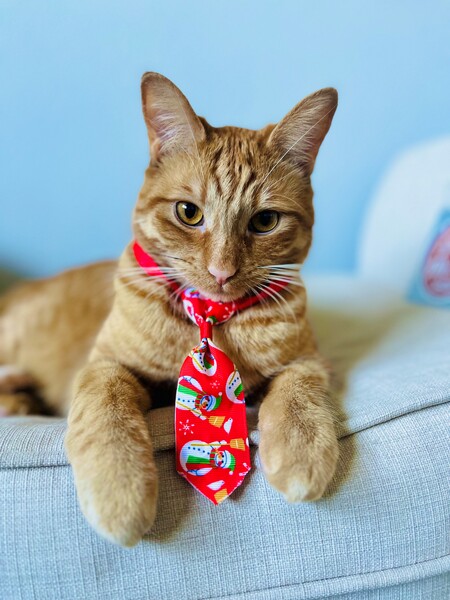 Entry image for Sunkist. Clicking this image will show a larger photo