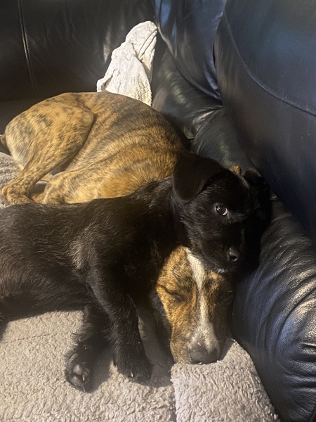 Entry image for Dottie and Taz. Clicking this image will show a larger photo