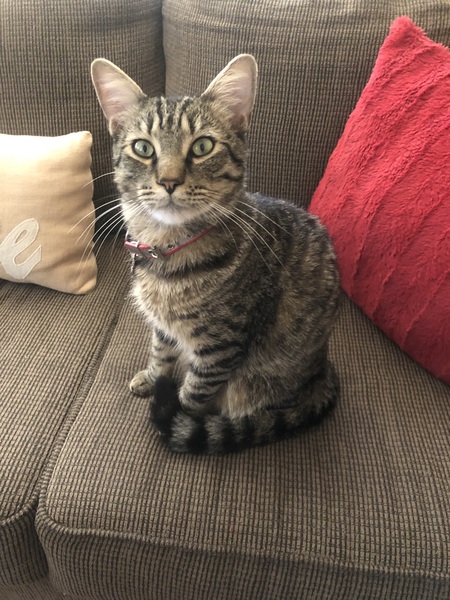 Entry image for Tiger. Clicking this image will show a larger photo