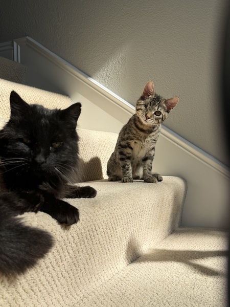 Entry image for Rocky. Clicking this image will show a larger photo