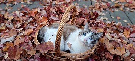 Entry image for Seraphina. Clicking this image will show a larger photo