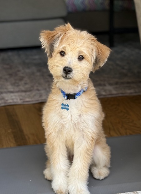 Entry image for Auggie. Clicking this image will show a larger photo