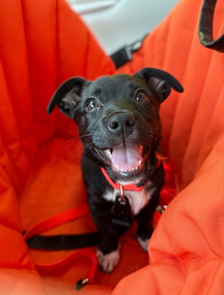 Entry image for Tipper. Clicking this image will show a larger photo