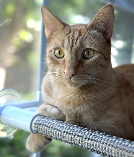 Entry image for Teddy. Clicking this image will show a larger photo