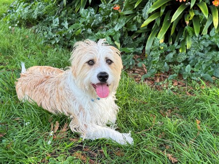 Entry image for Lupini Bean Jones. Clicking this image will show a larger photo