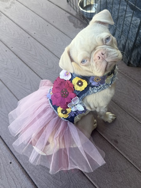 Entry image for Fiona. Clicking this image will show a larger photo