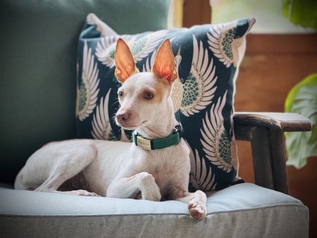 Entry image for Maribou . Clicking this image will show a larger photo