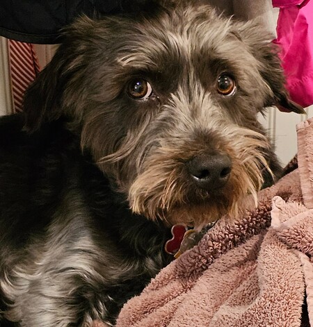 Entry image for Charlie. Clicking this image will show a larger photo