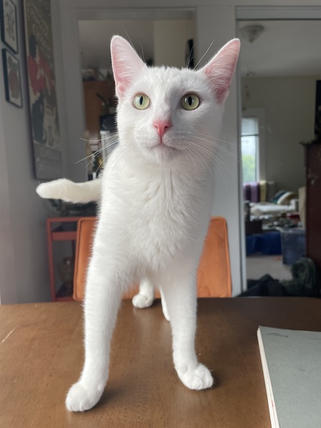 Entry image for Pink. Clicking this image will show a larger photo