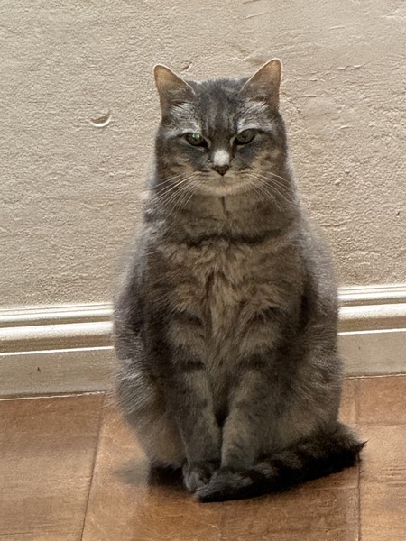 Entry image for Joey. Clicking this image will show a larger photo