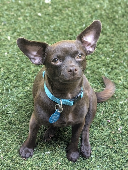 Entry image for Chia . Clicking this image will show a larger photo