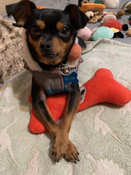 Entry image for POM POM. Clicking this image will show a larger photo