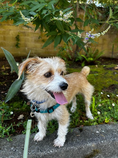 Entry image for Biscotti. Clicking this image will show a larger photo