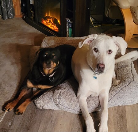 Entry image for Kaya & Grady. Clicking this image will show a larger photo