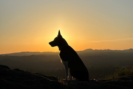 Entry image for Holly. Clicking this image will show a larger photo