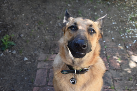 Entry image for Ash. Clicking this image will show a larger photo