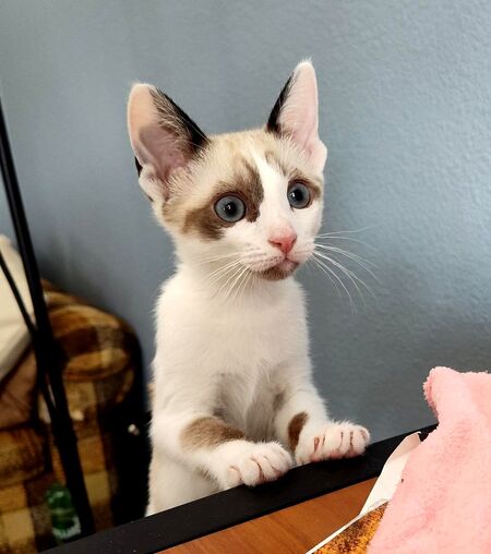 Entry image for Aurora. Clicking this image will show a larger photo