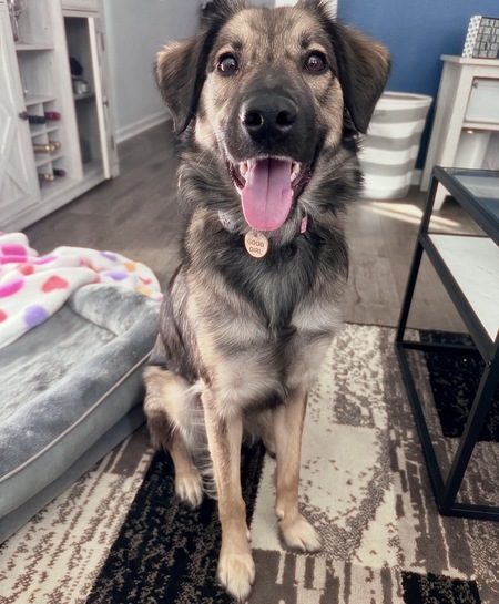 Entry image for Harley. Clicking this image will show a larger photo