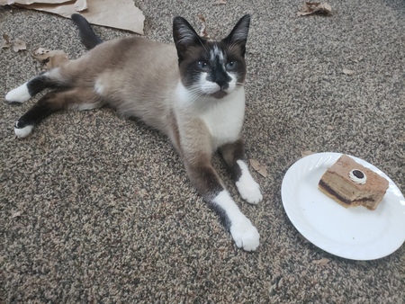 Entry image for Tira Misu. Clicking this image will show a larger photo