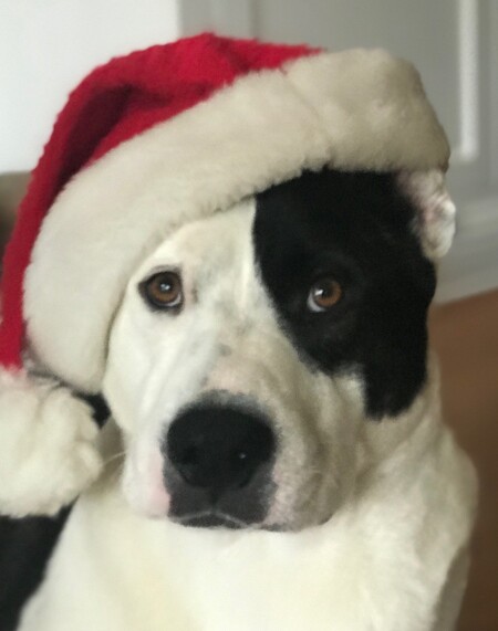 Entry image for Mattie. Clicking this image will show a larger photo