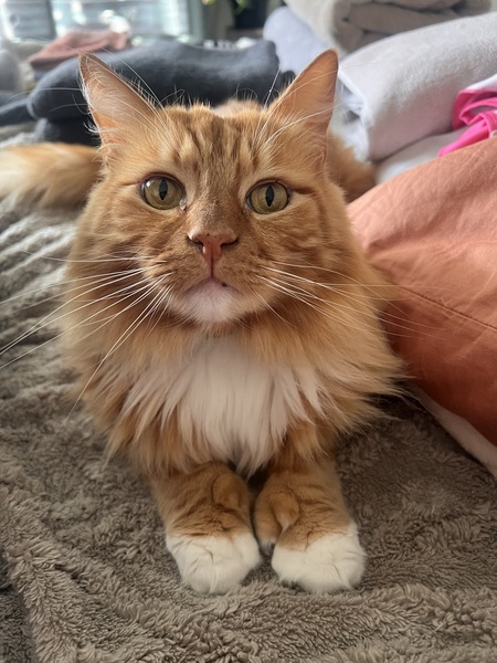 Entry image for Cheddar . Clicking this image will show a larger photo