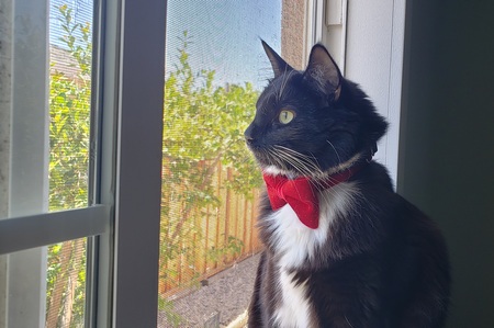 Entry image for Winston. Clicking this image will show a larger photo