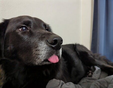 Entry image for Pepper. Clicking this image will show a larger photo